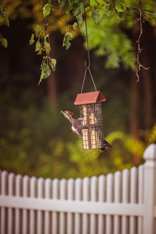 Beginner Tips for Backyard Birdwatching